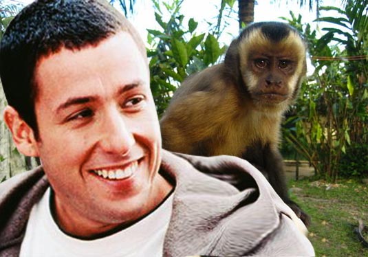 Adam Sandler and Capuchin Monkey
