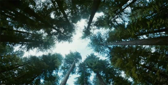 The Tree of Life The Tree of Life