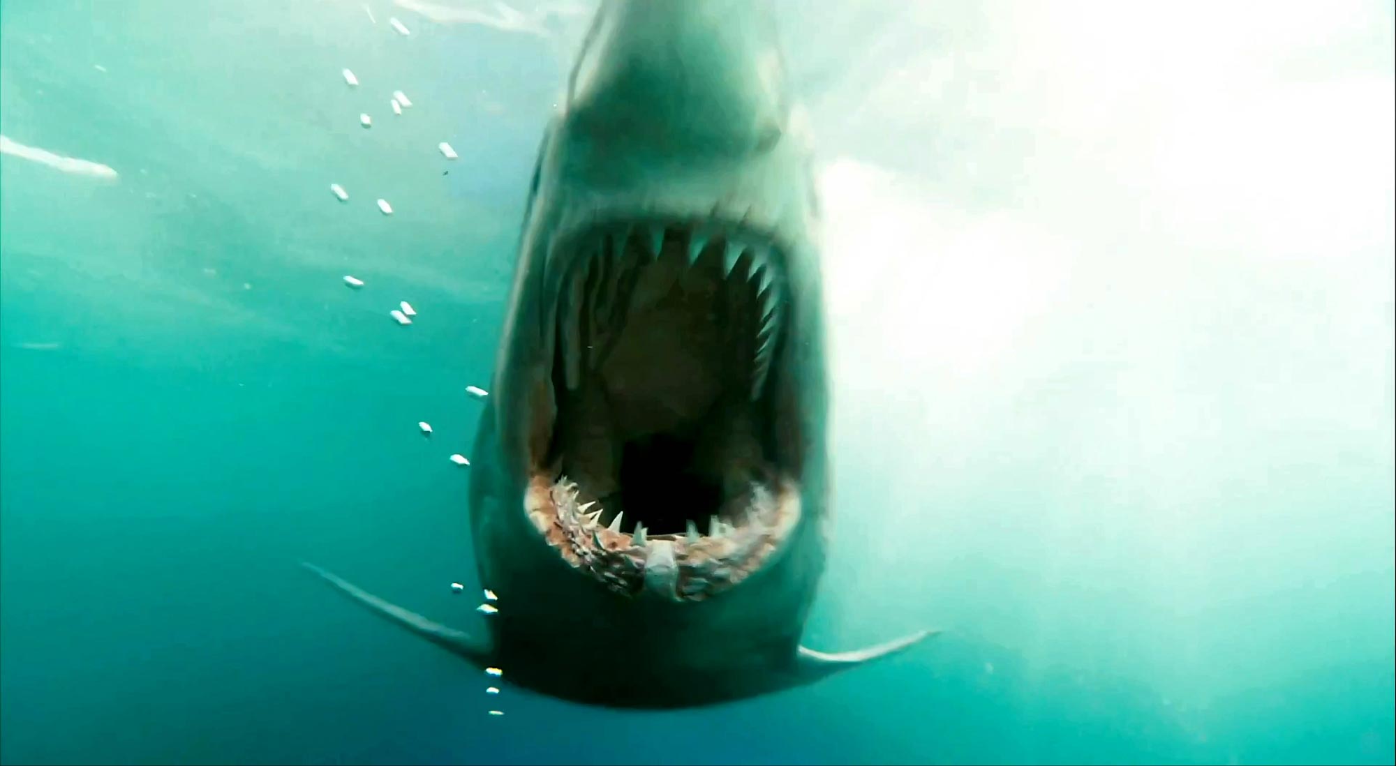 Shark Night 3D Movie Photo