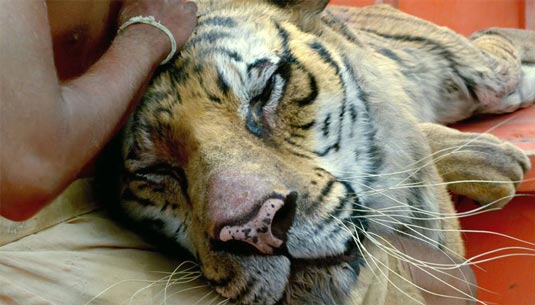 Life of Pi Life of Pi