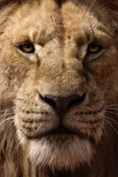 Mufasa The Lion King