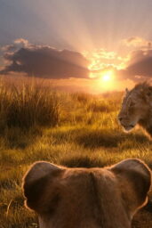 Mufasa The Lion King