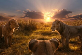Mufasa The Lion King