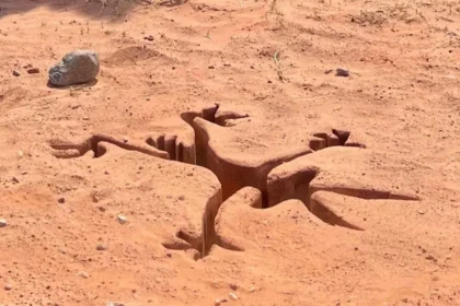 Coyote vs Acme