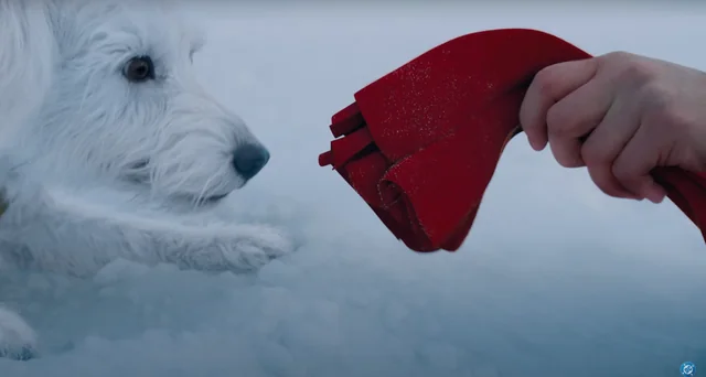Krypto in Superman