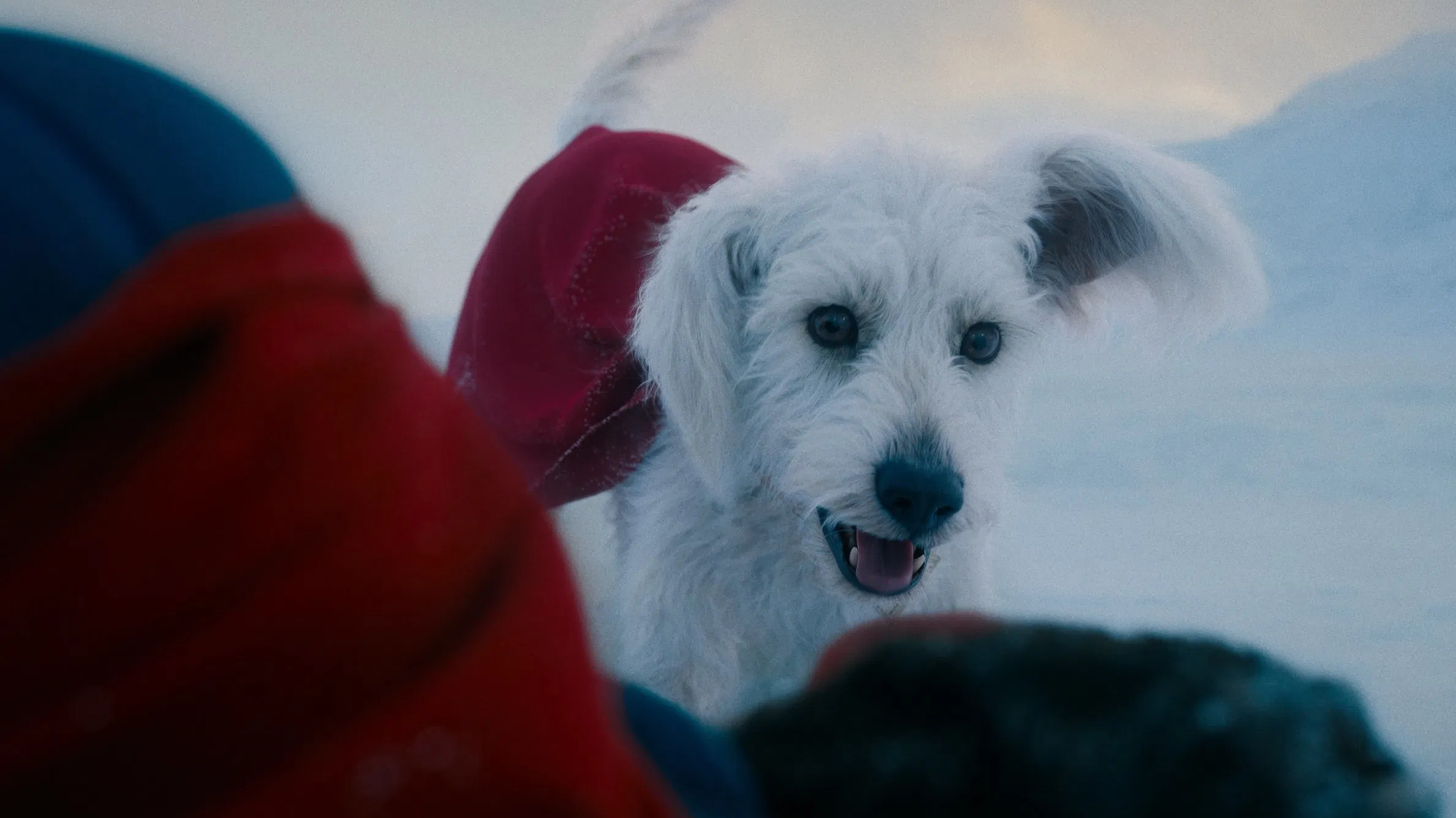 Krypto in Superman