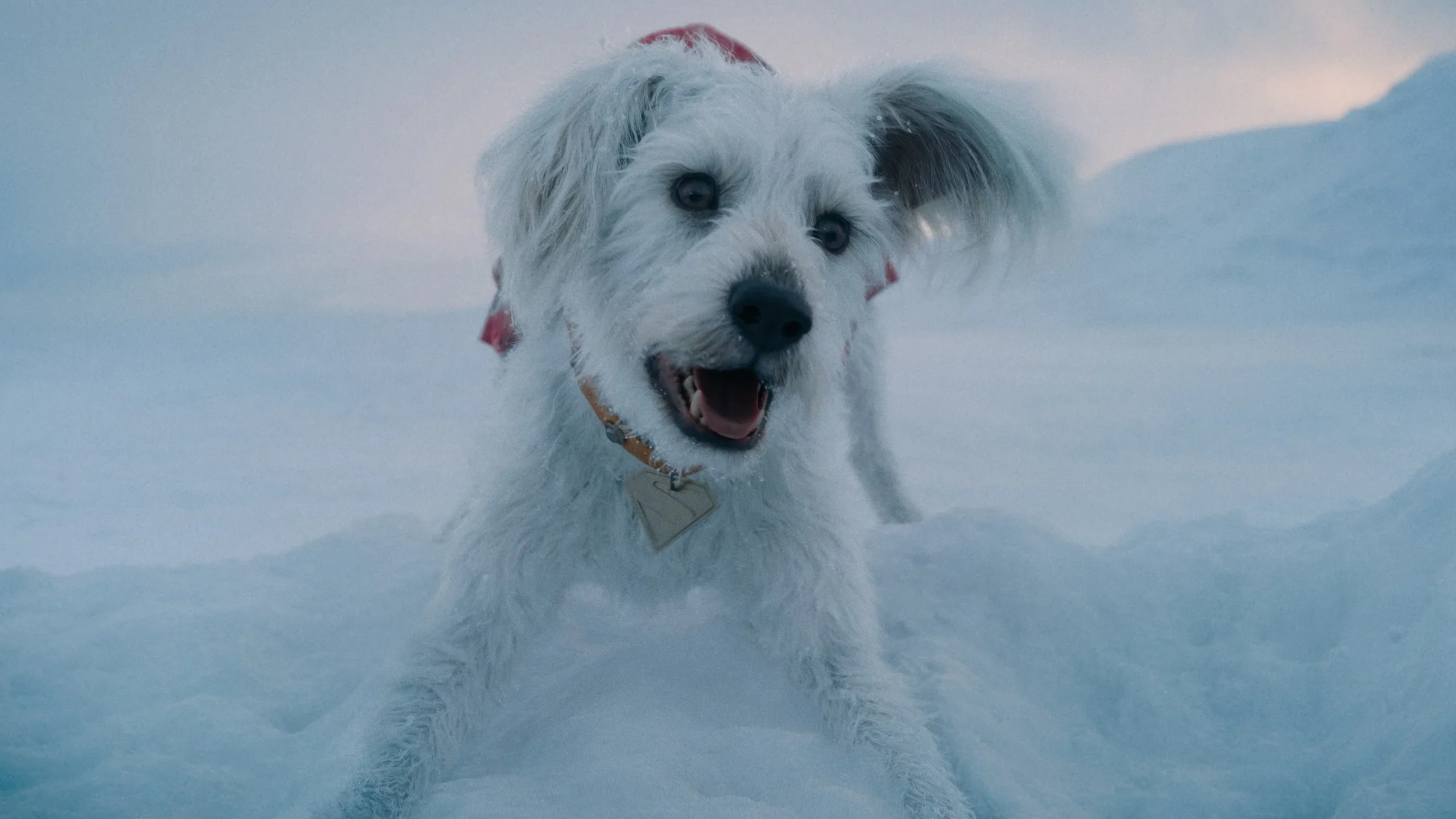 Krypto in Superman