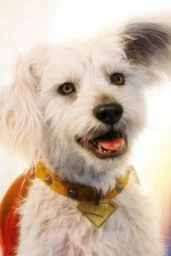 Krypto in Superman